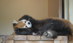 おすすめ動画パック【力を抜こう】